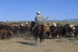 Cattle roundup at Chico Basin Ranch, Colorado
